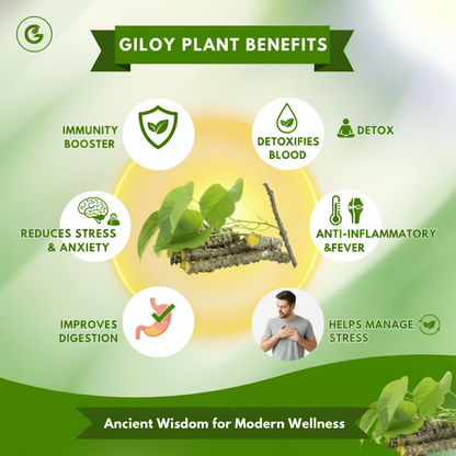 Shreeved Herbal Giloy Patches ( BUY 1 GET 1 FREE )